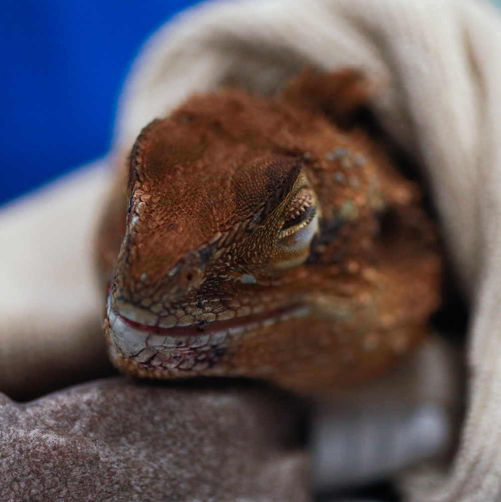 A bearded dragon in veterinary care
