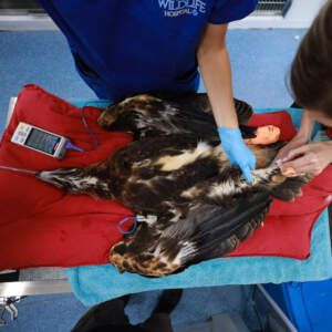 A Wedge-tailed eagle patient being treated by wildlife vets